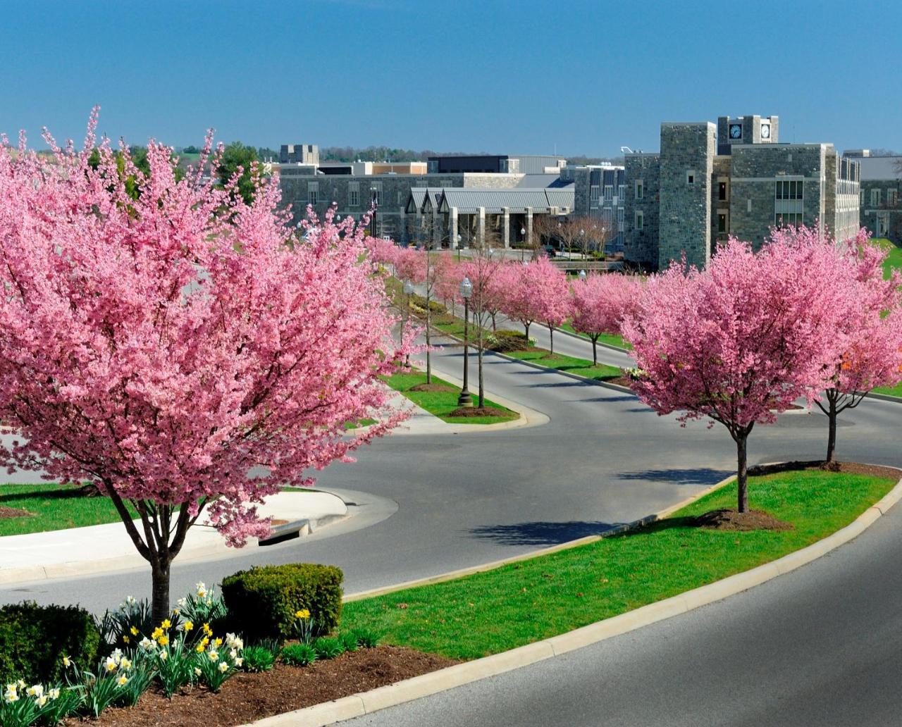 The At Virginia Tech - On Campus